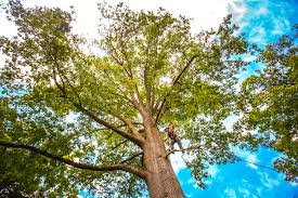 Best Leaf Removal  in Erin, TN